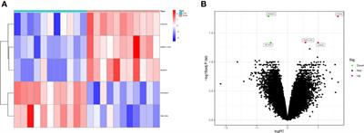 Identification of a potential novel biomarker in intervertebral disk degeneration by bioinformatics analysis and experimental validation